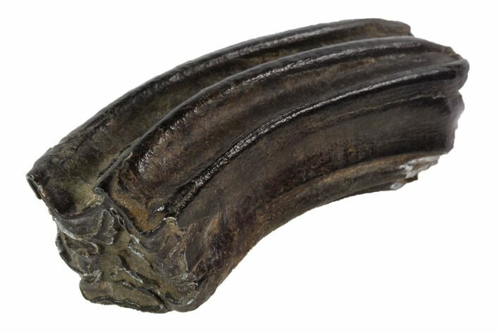Pleistocene Aged Fossil Horse Tooth - Florida #87271